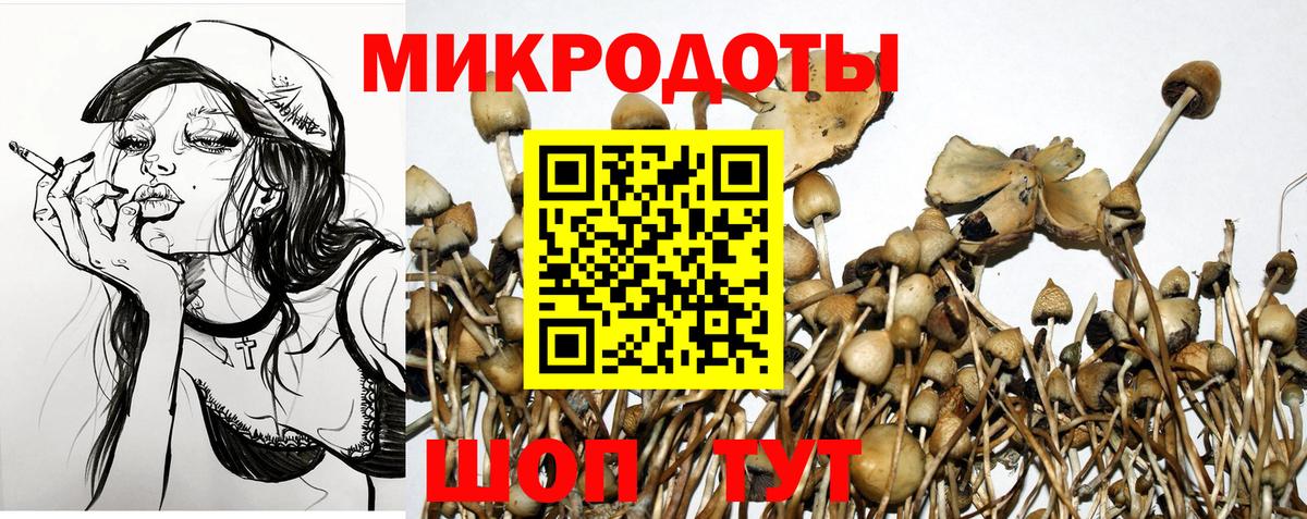 Малгобек  Галлюциногенные грибы Psilocybine cubensis  Вход с VPN  Галлюциногенные грибы Psilocybine cubensis 